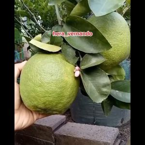 Bibit Jeruk Nipis Jumbo Super