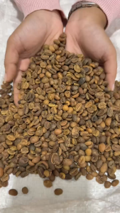 Green Bean Arabika Gayo - Specialty Grade - Wine Processed