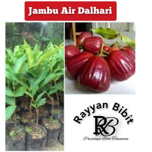 Bibit Jambu Dalhari okulasi jambu air dalhari cepat berbuah
