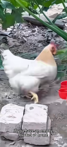 【Ready stock】5/10/20Pcs Automatic Poultry Drinker Bowl Chicken Bird Duck Water Cups Machine Hanging Drinking Bowls Water Machine Hanging Drinking Bowls Water Bekas Minuman Ayam Burung Itik 鸡鸭饮水碗 自动喂食器