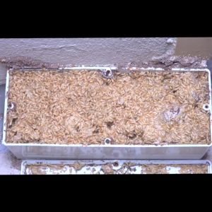 เหยื่อกำจัดปลวก Exo termite bait ขนาด 400 กรัม