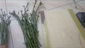 Sedia Entres kopi berbagai jenis klon