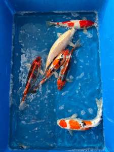 JAPAN KOI LOCAL BREED PREMIUM GRADE 13-15” ( strong body )  6pcs ONE SHOT COMBO at 2988 + shipping 3 boxes 150
