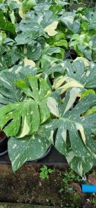 มอนเตล่าไทคอนด่าง. MonsreraThaicon กระถางดำ คัดสวย