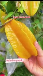 Bibit Belimbing Madu Jumbo Super Okulasi