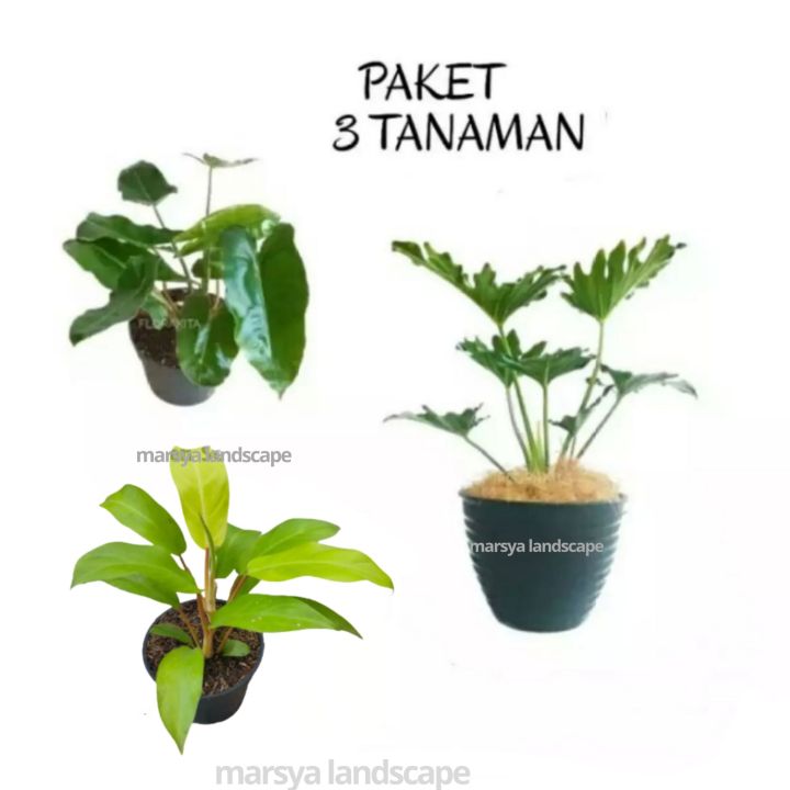 paket 3 tanaman hias pilodendron tanaman hias philodendron Philo jari ...