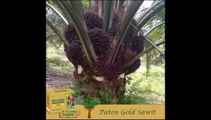 Pupuk Paten Gold Sawit Paket 1 Hektar 10 box free 1 box total 11 box