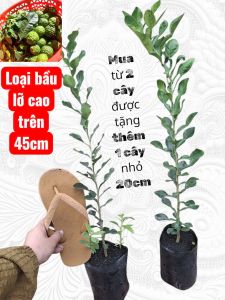 Chúc hay Chanh Thái combo 2 cây loại bầu lớn cao trên 45cm
