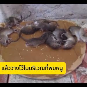 กาวดักนก สำเร็จรูป 500กรัม เหนียว ทนแดด ติดทน อเนกประสงค์ กาวทรงพลัง สามารถใช้เป็น กาวต่อนก ดักหนู ดักแมลง ดักสัตว์ปีก ดักศัตรูพืช ดักกระรอก นกพิราบ นกกระจอก นกเล็ก กาวดักนกหัวจุก