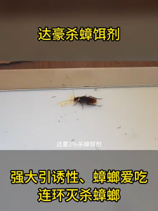 Special effective cockroach killer insecticide that kills entire cockroach nests cockroach killer powder 3g package BDD