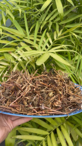 trà lạc tiên sấy khô túi lớn loại 500g - tấn phát - Hàng sạch chuyên dùng để pha trà hỗ trợ cải thiện giấc ngủ