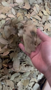 Daun Salam 1kg | Bay Leaf