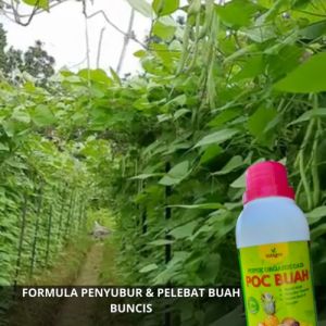 Pupuk Pelebat Buncis Anti Layu Obat Penyubur Tanaman Buncis / Pupuk Booster Buncis Pelebat Cair