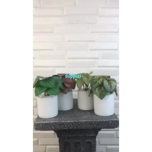 Tanaman Hias Mini & Pot Keramik Putih: Dekorasi Ruangan yang Cantik