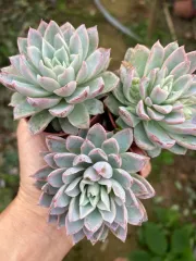 Echeveria 'Claudia' Rose Succulent 克罗地亚玫瑰多肉植物| Lazada