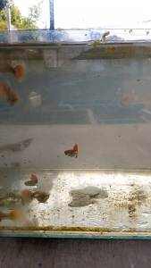 Silverado Red Tail Dumbo Guppy (Male & Famale)