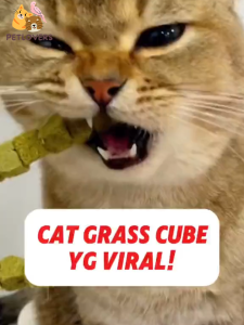 PETLUSCI Freeze Dried Cat Food Cat Grass Ready To Eat 50/630g Cat Snack Hairball Removal Catnip Booster 猫草