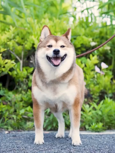 Pet Shampoo Kucing Cat&Dog Shampoo Anti Bulu Gugur Shampoo