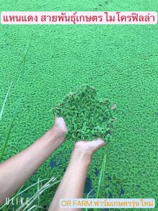 แหนแดง สายพันธุ์เกษตร(2kg) กดรับของแถมด้านใน