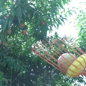 Stainless Steel Alat Pemetik Buah Garden Fruit Picker Tool