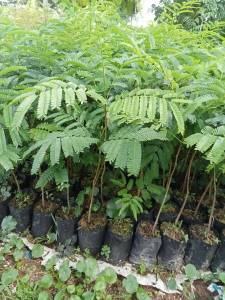 สะตอข้าว🌿🌴