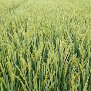 BENIH/BIBIT PADI HERCULES GENJAH 5KG UMUR 85 HARI TERBARU GHG 02