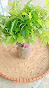 combo 5 cây cơm cháy giống về trồng