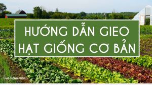Hạt giống Cẩm chướng đơn nhiều màu RD 871 (01g) - Hạt giống Rạng Đông