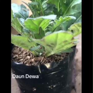 Bibit Tanaman Herbal Daun Dewa / Obat Herbal