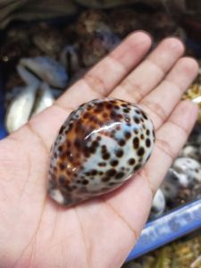 cangkang kerang - kerang kuwuk besar - 100 gr - kerang matan - perlengkapan akuarium - kerajinan kulit kerang