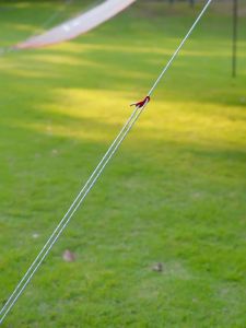 Campingmoon Tent Wind Rope Tarp Reflective Guy Lines with Adjustable Aluminum Buckle Tensioner Awning Canopy Pole Heavy Duty Polyester Fiber String Outdoor Camping Moon