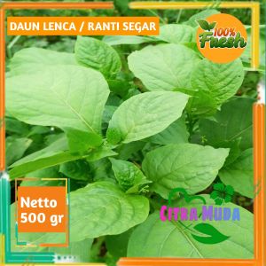 Daun Lenca /Ranti segar 500 gram Dipetik saat pesanan masuk