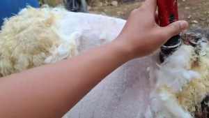 COD CEPAT BaoRun P7 P6 Alat Cukur Domba Kambing Anjing Kucing / Mesin Cukur Bulu Domba Garut Dicas Elektrik Pet Dog Clipper