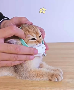 Thai.th ปลอกคอแมว 🔦เลเซอร์แมว ปลอกคอแมว LED ของเล่นแมว ของใช้แมว Laser coolar