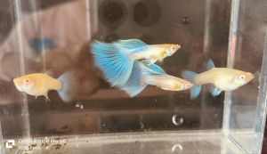 Guppy 孔雀鱼 -red eye sky blue 红眼天空蓝孔雀鱼 （1pair）random