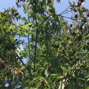 【BUY 1 TAKE 1】 100g Cooked Chestnuts Ready to Eat Shelled Chestnut Kernels Healthy Nut Snacks