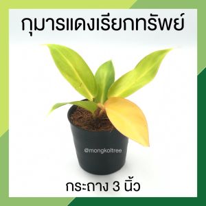 🔥 โปร 2.2 🔥 [แพ๊ก 10 ต้น] กุมารแดงเรียกทรัพย์ กระถาง 3 นิ้ว ต้นไม้มงคลสวยๆ ต้นไม้มงคล ไม้มงคลโชคลาภ ต้นไม้ฟอกอากาศ ต้นไม้มงคลจิ๋ว