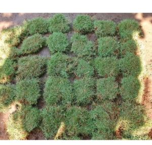 MURAH!! RUMPUT PEKING / JEPANG / 25 LEMPENG