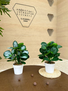 Đồ Trang Trí Hoa Giả Trong Chậu Cây Cảnh Đồ Trang Trí Phòng Khách Đồ Trang Trí Bàn Ăn Đồ Trang Trí Phòng Làm Việc Đồ Trang Trí Cửa Hàng