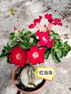Mini Adenium Obesum Bonsai ID Hong Dang Dang 红当当 迷你富贵花
