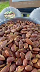 เม็ดกระบก เกรดพรีเมียมคัดอย่างดี แบบดิบและคั่วสุก หอม มัน กรอบ อร่อย พร้อมจัดส่งทั่วไทย