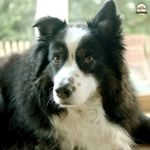 ส่งฟรี Prowild โปรไวลด์ อีโวลูชั่น เกรนฟรี อาหารสุนัขทุกสายพันธุ์/ทุกช่วงวัย ขนาด 15 kg.