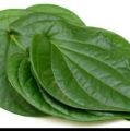 daun sirih ketemu ruas 10 lembar segar. 