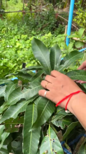 ต้นมะม่วงเบาใต้ ขนาด 50-60 ซม.ผลมีขนาดเล็กกว่ามะม่วงทั่วไป รูปร่างกลมรีหรือรีแหลม เปลือกบาง