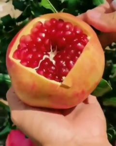 Pohon / Bibit Buah Delima Red Spanyol Biji Lunak