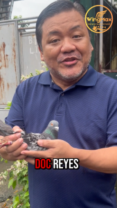 BUY 2 TAKE 2 WingMax Champion Elite Pigeon