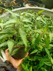 ผักแพว(ผักไผ่)กระถาง5 นิ้ว