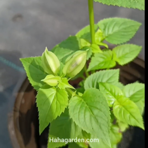 Torenia Fournieri /Bunga Torenia /Wishbone Flower - Random Color (LIVE PLANT)