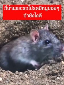 เจลไล่หนู ไล่หนู เจลไล่หนู ใช้ง่ายไม่ฆ่าหนู สมุนไพรไทย ผลิตจากธรรมชาติ ไม่มีสารเคมี ปลอดภัย สินค้าพร้อมส่งงจากไทย ฆ่าสำหรับหนูฉลาด สุดยอดกว่าแมวของบ้านคุณ