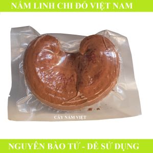 Nấm linh chi đỏ Việt Nam nguyên bào tử 01 quả thể (Xích chi cao cấp CNV)